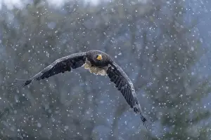 One young Steller's sea eagle (Haliaeetus pelagicus) flying over a lake while snow is falling