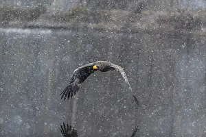 One young Steller's sea eagle (Haliaeetus pelagicus) flying over a lake while snow is falling