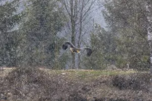 One young Steller's sea eagle (Haliaeetus pelagicus) flying over a lake while snow is falling