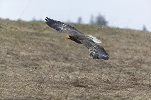 One young Steller's sea eagle (Haliaeetus pelagicus) flying over a lake while snow is falling
