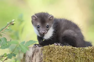 Young stone marten, beech marten or white breasted marten (Martes foina) on a mossy tree stump