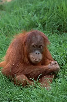 Young Sumatran oranguta (Pongo pygmaeus abelii)