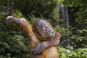 Funny Animal Prints: Young Sumatran orangutan (Pongo abelii) eating leaf while scratching itchy armpit