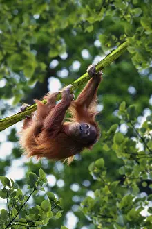 Young Sumatran orangutan (Pongo pygmaeus abelii)