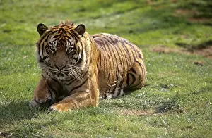 Young Sumatran tiger (Panthera tigris sumatrae)
