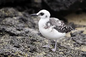 Young Swallow-tailed Gull (Creagrus furcatus)