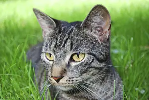 Young tabby cat lying on the grass with shallow green background