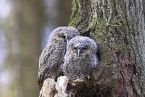 Young Tawny Owls or Brown Owls (Strix aluco) perched in front of a tree hollow