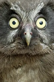 Young Tengmalm's owl (Aegolius funereus)<br> Young Tengmalm's owl (Aegolius funereus)