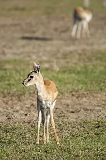 A young thomson gazelle stand, facing the viewer