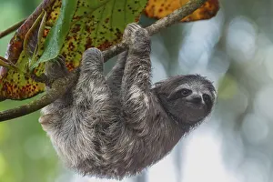 Young three-toed sloth (genus Bradypus) climbing in a food tree