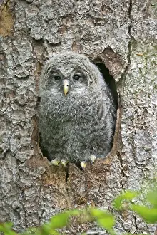 Young ural owl, (Strix uralensis)