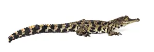 Young West African slender-snouted crocodile