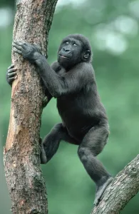 Young Western Gorilla (Gorilla gorilla gorilla)