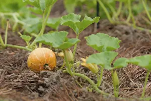 Young wet pumpkin in the field, germany