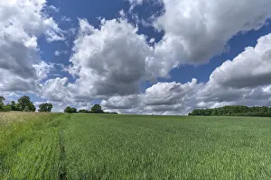 Young wheat (Triticum aestivum) with cloudy sky
