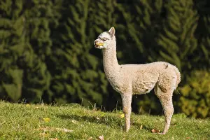 One young white Alpaca (Vicugna pacos) stands on a green meadow