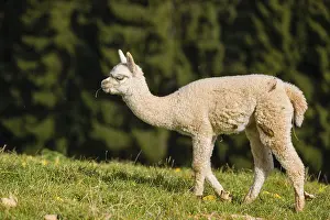 One young white Alpaca (Vicugna pacos) stands on a green meadow