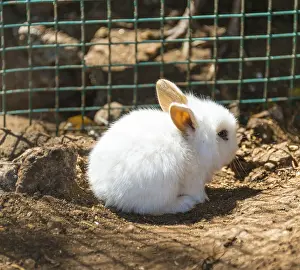 Young white rabbit in a cage, captive