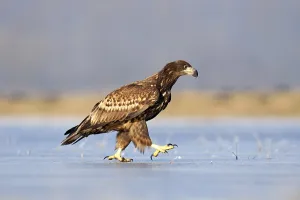 Young White-tailed Eagle (Haliaeetus albicilla)