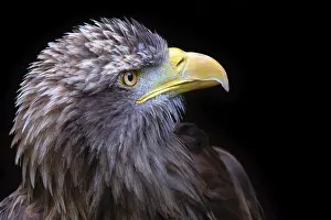 Young white-tailed eagle (Haliaeetus albicilla)