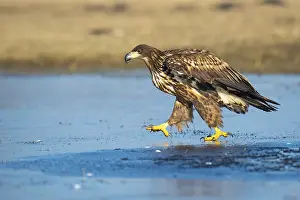Young white-tailed eagle (Haliaeetus albicilla) walking on a patch of ice in winter