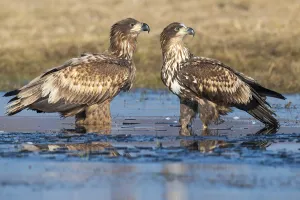 Two young white-tailed eagles (Haliaeetus albicilla) in winter
