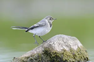 Young white wagtail on the lakeshore (Motacilla alba)