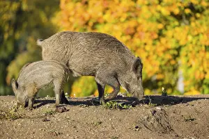 A young wild boar and a piglet (Sus scrofa)