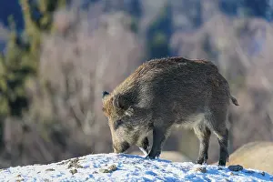 A young wild boar (Sus scrofa) searches for food on a snow-covered hill