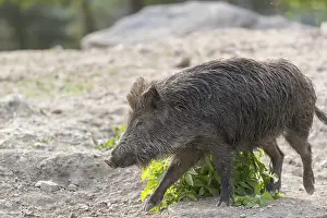 One young wild boar or wild pig (Sus scrofa)