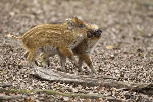 Young Wild boars (Sus scrofa) playfully measure their strength