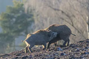 Two young wild boars (Sus scrofa) wrestle with each other in the backlight of the sun in a clearing