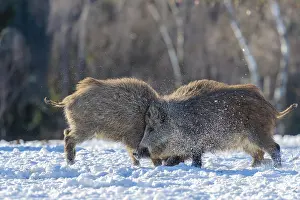 Two young wild boars (Sus scrofa) wrestle with each other in the backlight of the sun in a clearing