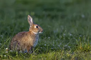 The young wild rabbit (Oryctolagus cuniculus) can still enjoy the warming sun