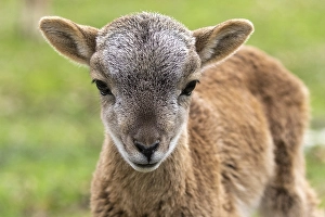 Young Wild sheep (Ovis gmelini), Germany, Europe