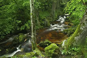 Ysper River, Ysper Gorge and forest