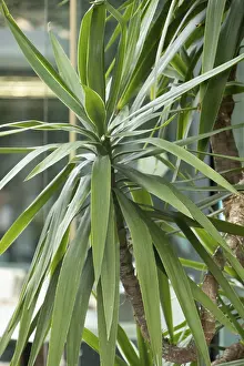 Yucca gigantea plant growing in a pot in a park