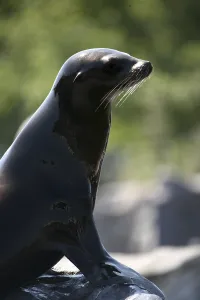 Zalophus californianus