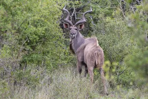 Zambezi greater kudu (Strepsiceros zambesiensis)