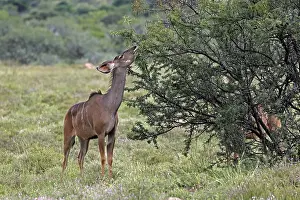 Zambezi Greater kudu (Strepsiceros zambesiensis)