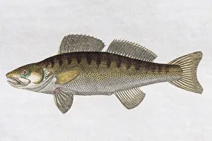 Zander (Sander lucioperca), handpainted copper engraving from Friedrich Justin Bertuch Picture book for children