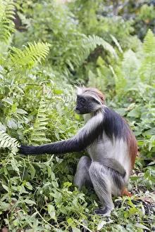 Zanzibar red colobus (Procolobus kirkii)
