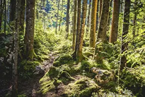 Zauberwald, Ramsau, Berchtesgaden National Park