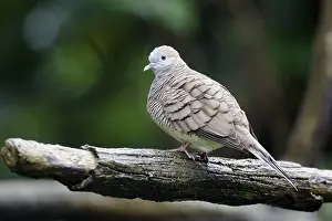 Zebra dove (Geopelia striata) adult