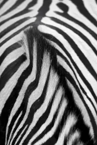Zebra (Equus) back