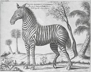 Zebra (equus grevyi), old book cover
