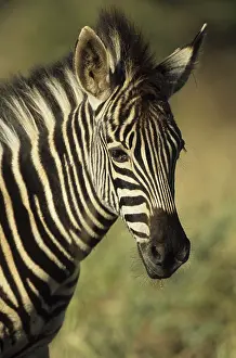 Zebra (Equus quagga)