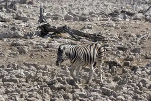 Zebra (Equus quagga)