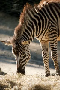 Zebra (Equus quagga)